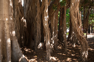 Trunks, huge branches and foliage of the Ficus macropillya subsp. columnaris from Palermo, the biggest living tree in Europe, here enlightened by sun rays.