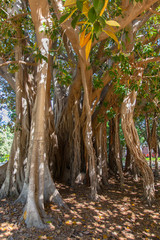 Trunks, huge branches and foliage of the Ficus macropillya subsp. columnaris from Palermo, the biggest living tree in Europe, here enlightened by sun rays.