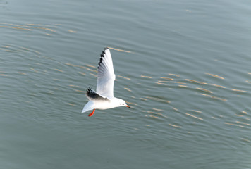 Seagull flying over the water looking for food with motion blur 
