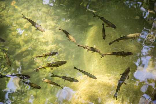 Forellen in glasklarem, naturbelassenem Gebirgsbach