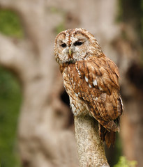 tawny Owl