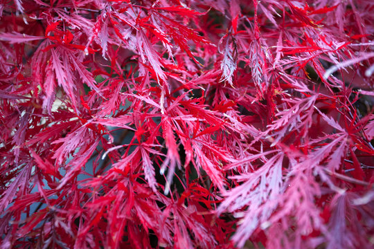 Leaves of Red Maple tree