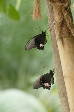 Zwei schwarze Schmetterlinge/roter parides mit roter Fl&uuml;gelzeichnung sitzen in Ruheposition an einem Baumstamm