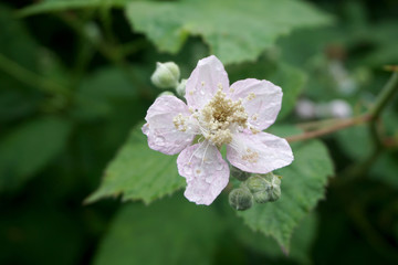 Fototapeta premium Apple Blossom - BC