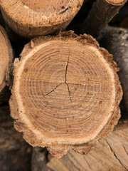 Pieces of different size are forming this wood pile of chopped pieces of pine, oak and others, ready to be burned into fireplace during winter time.