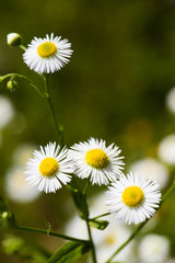 Beautiful Meadow Flowers Leucanthemum Vulgare, Blossoming On Sunny Summer Meadow.