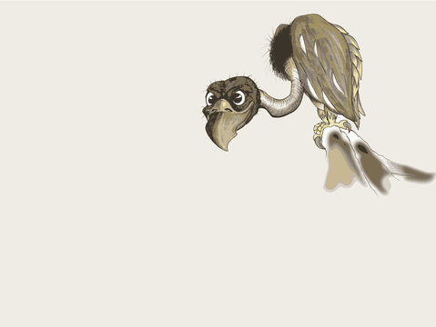Vulture on the rock 