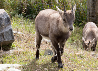 Naklejka na ściany i meble cute ibex canada