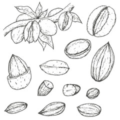 Set of almonds in retro vintage hand drawn, sketches, engraved style. Isolated on white background. Modern vector illustration.