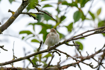 Blyth's Reed Warbler (Acrocephalus dumetorum).