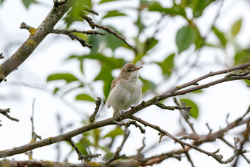 Blyth's Reed Warbler (Acrocephalus dumetorum).