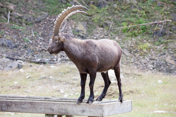 Obraz premium cute ibex canada