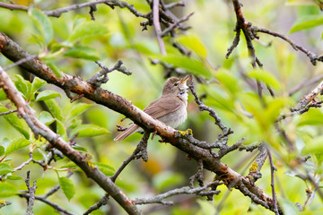 Blyth's Reed Warbler (Acrocephalus dumetorum).