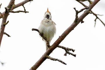 Blyth's Reed Warbler (Acrocephalus dumetorum).