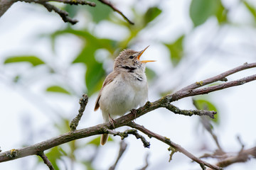 Blyth's Reed Warbler (Acrocephalus dumetorum).