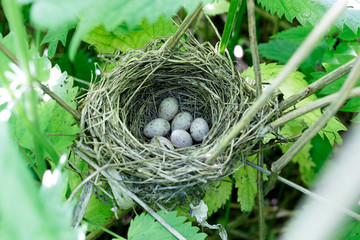 Acrocephalus dumetorum. The nest of the Blyth's Reed Warbler in nature.