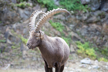 Fototapeta premium cute ibex canada