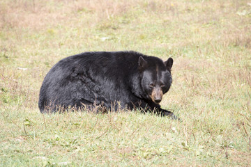 Fototapeta premium big bear canada