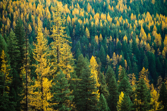 Holland Lake Larch