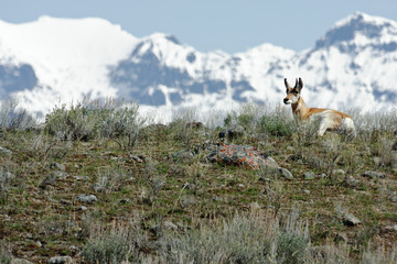 Antelope In Yellowstone National Park