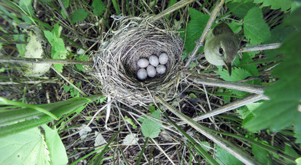 Acrocephalus dumetorum. The nest of the Blyth's Reed Warbler in nature.