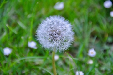 Pusteblume