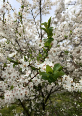 White Cherry Blossom Branch - BC