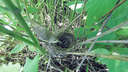 Acrocephalus dumetorum. The nest of the Blyth's Reed Warbler in nature.