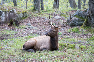Obraz premium Elk canada