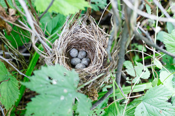 Naklejka na ściany i meble Acrocephalus dumetorum. The nest of the Blyth's Reed Warbler in nature.