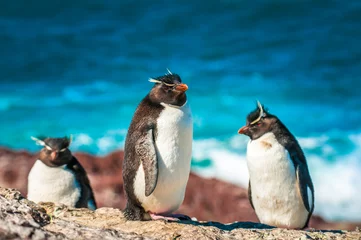 Poster Rockhopper-pinguïns, Patagonië, Argentinië © javarman