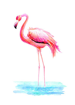Flamingo in water.Exotic bird on a white background.Watercolor hand drawn illustration.
