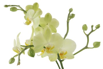 Naklejka na ściany i meble orchid Phalaeopsis close up