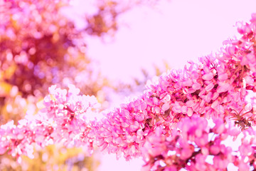 Obraz premium Flowers. Beautiful pink tree. Sky and spring plant. Macro.