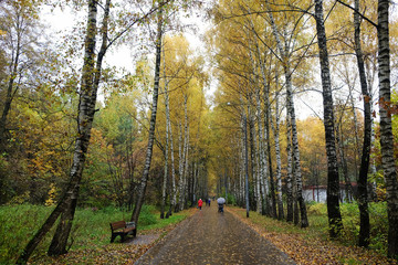 Obraz premium Birch Alley in the Park in Autumn