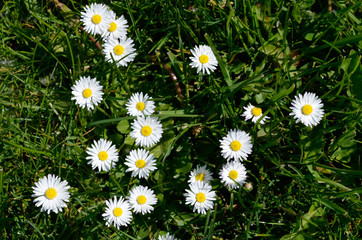 Daisy dancing in the sun upon a field of green