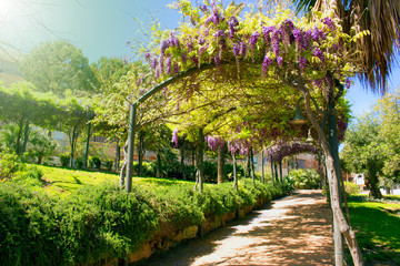 Park. Beautiful garden with acacia flowers. Mediterranean spring.