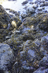 Barnacles & Seaweed on Rocks - BC