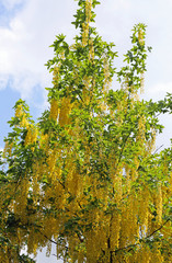 yellow flowers in Maggiociondolo tree blossomed in spring with c