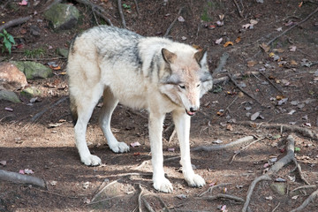 Obraz premium Wolf canada
