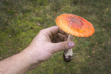 Dłoń mężczyzny zrywa grzyba muchomora. © Tomasz