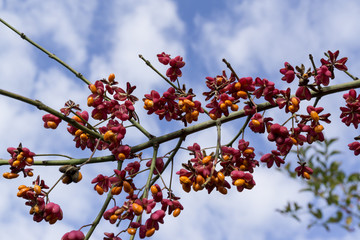 Euonymus europaeus, European spindle - small tree in the family Celastraceae.
