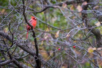 Bright red cardinal sits on a branch in the fall; red berries hang from the branch