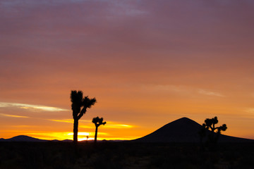 Desert Sunset