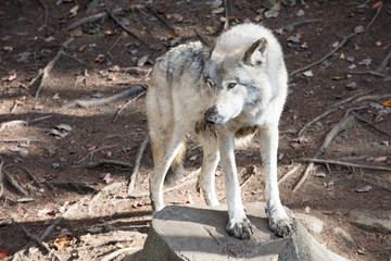 Fototapeta premium Wolf canada