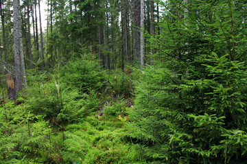 green forest with fur-trees