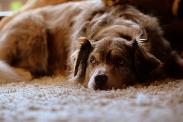 sad, cute australien shepherd dog lying on the floor looking sad