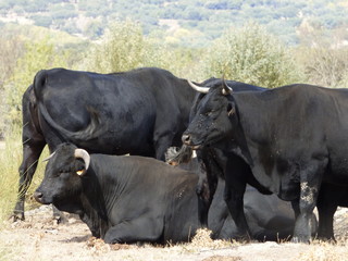 Toros en campo de Salamanca ( Castilla y León, España)