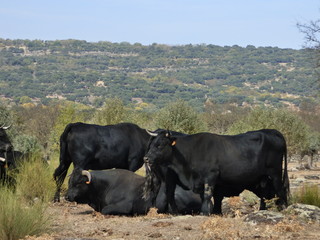 Toros de lidia , toro bravo en campo de Salamanca, España