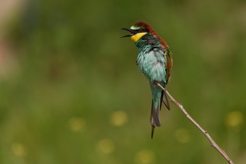 European bee-eater (Merops apiaster) sitting on a stick